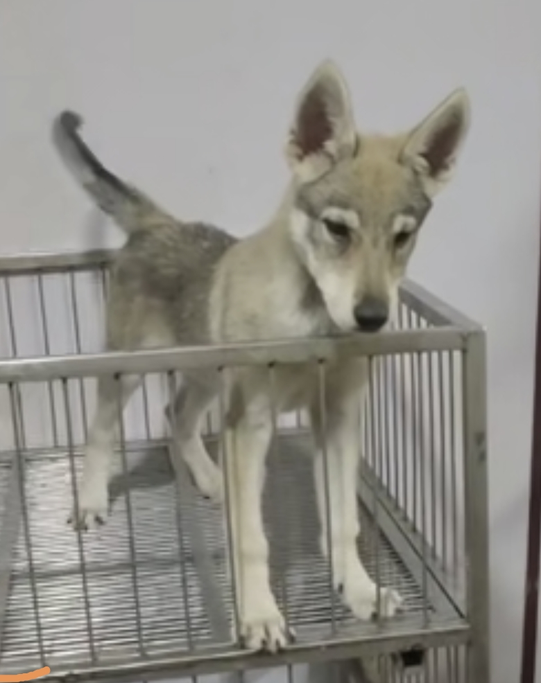 捷克狼犬，公母都有，懂得的来交流（欢迎议价）